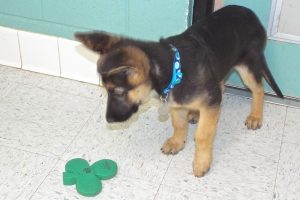 Picture of Hercules