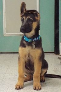 Picture of Hercules