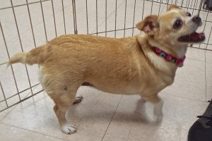 Picture of Honey