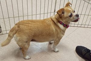 Picture of Honey