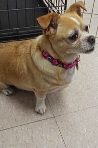 Picture of Honey