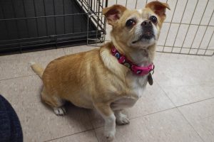 Picture of Honey