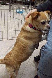 Picture of Honey