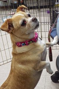 Picture of Honey