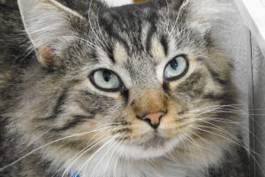 Picture of Houdini