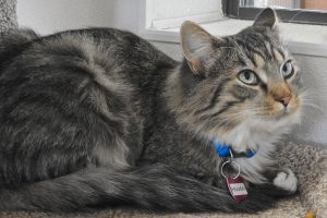 Picture of Houdini