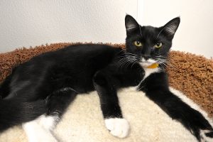 Picture of Kodiak