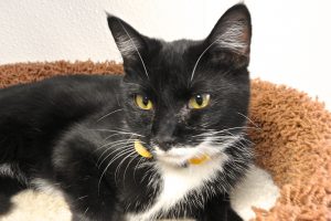 Picture of Kodiak