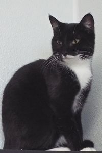 Picture of Kodiak