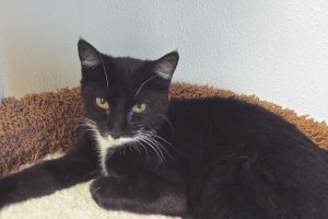 Picture of Kodiak