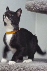 Picture of Kodiak