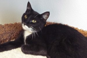 Picture of Kodiak