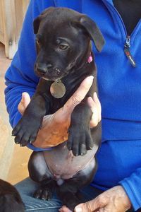 Picture of Lark