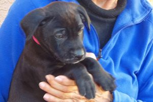 Picture of Lark