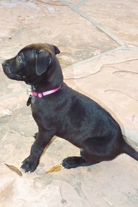 Picture of Lark