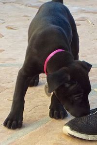 Picture of Lark