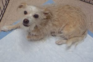 Picture of Lexi