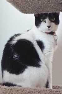 Picture of Muffy