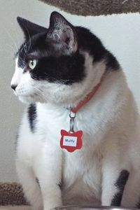 Picture of Muffy
