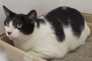 Picture of Muffy