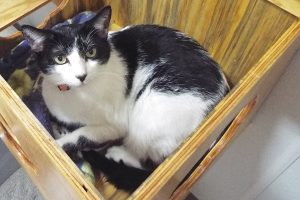 Picture of Muffy