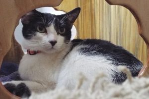 Picture of Muffy