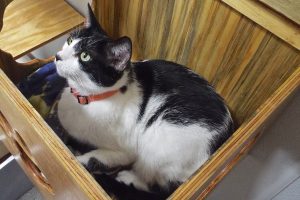 Picture of Muffy