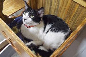 Picture of Muffy