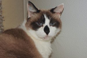 Picture of Muishka
