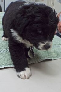 Picture of Pilgrim