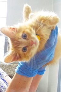 Picture of Pixie