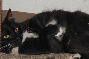 Picture of Polar