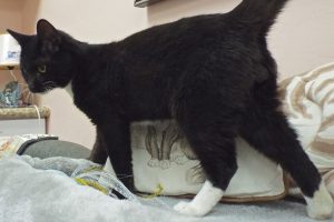 Picture of Rascal