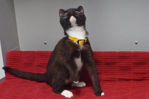 Picture of Rascal