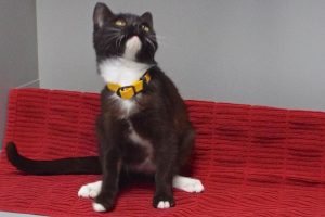 Picture of Rascal