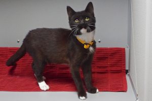 Picture of Rascal