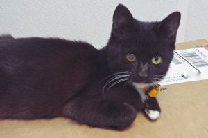 Rascal