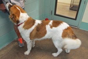 Picture of Snickers