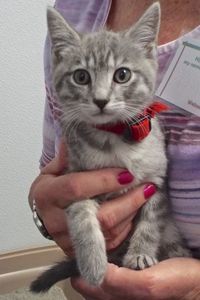 Picture of Snowy