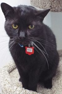 Picture of Spike
