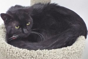 Picture of Spike