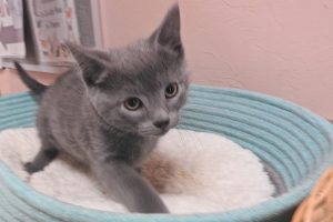 Picture of Stormy