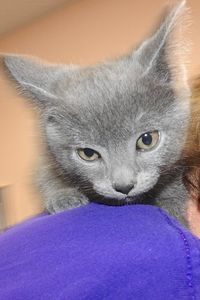 Picture of Stormy