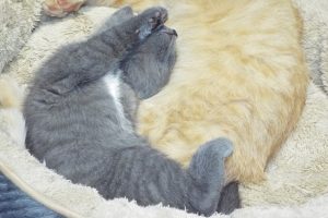 Picture of Stormy