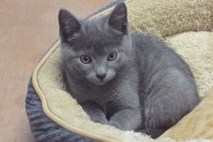 Picture of Stormy