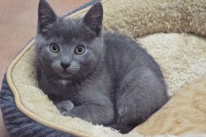 Picture of Stormy
