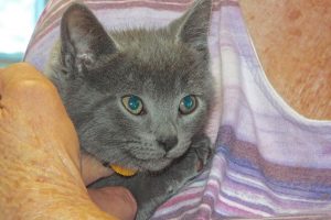 Picture of Stormy