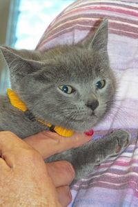 Picture of Stormy