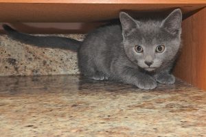 Picture of Stormy