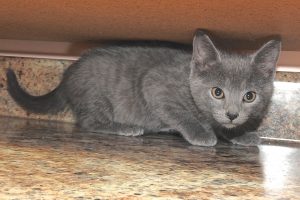 Picture of Stormy
